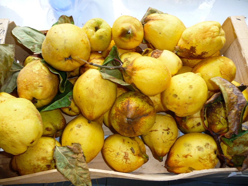 Cooking Quince, Made Easy